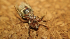 Trogaspidia