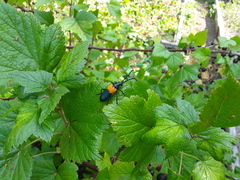 Desmocerus palliatus