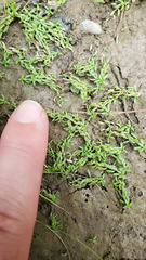 Callitriche palustris