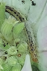 Pyrausta phoenicealis