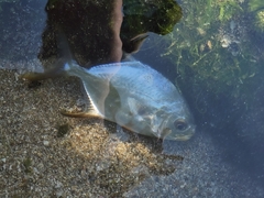 Trachinotus blochii