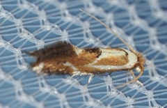 Philonome clemensella