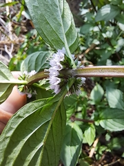 Mentha arvensis