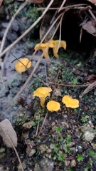 Craterellus ignicolor
