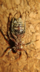 Trogaspidia