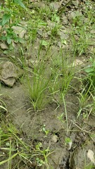 Eleocharis obtusa