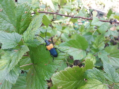 Desmocerus palliatus