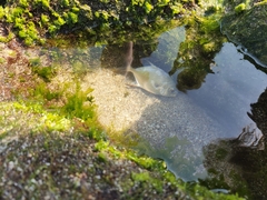 Trachinotus blochii