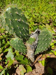 Opuntia