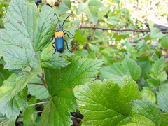 Desmocerus palliatus