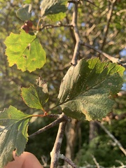 Crataegus punctata