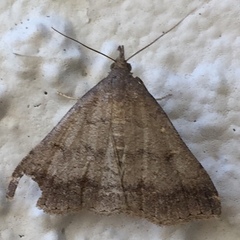 Tetanolita palligera