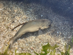 Trachinotus blochii