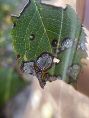 Botryosphaeria dothidea