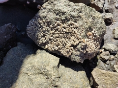 Balanomorpha