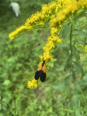 Lycomorpha pholus