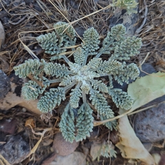 Chaenactis douglasii