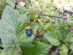 Desmocerus palliatus