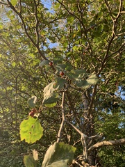 Crataegus punctata