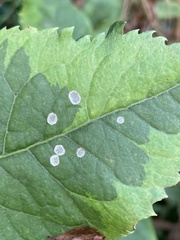 Botryosphaeria dothidea