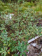 Myrica gale