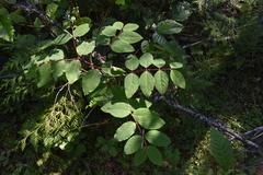 Apocynum × floribundum