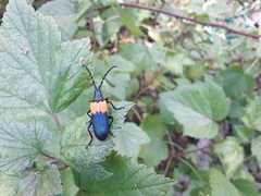 Desmocerus palliatus