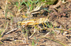 Schistocerca americana