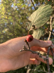 Crataegus punctata
