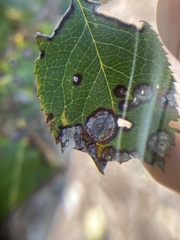 Botryosphaeria dothidea