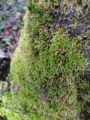 Bryum argenteum
