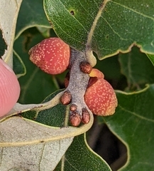 Kokkocynips imbricariae