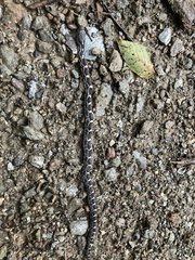 Pantherophis alleghaniensis
