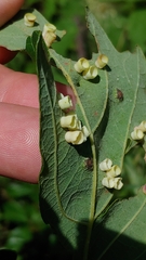 Phylloteras volutellae