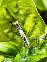 Conocephalus strictus