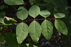 Apocynum × floribundum