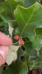 Kokkocynips imbricariae