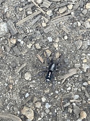 Herpyllus propinquus