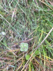Euphrasia subarctica