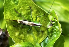 Conocephalus strictus