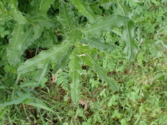 Cirsium