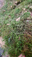 Porella platyphylla