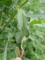 Pterygota