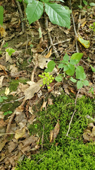 Allium tricoccum