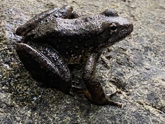 Rana boylii
