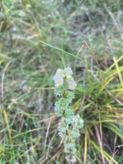 Euphrasia subarctica