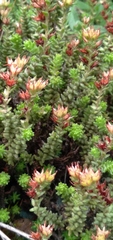 Sedum goldmanii