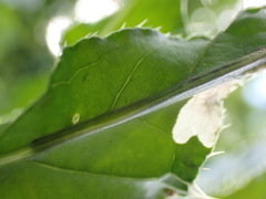 Pterygota