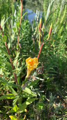 Oenothera elata
