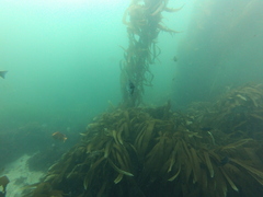 Macrocystis pyrifera